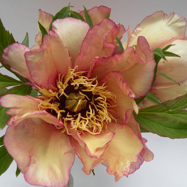 spring_carnival_351cc835-f34c-