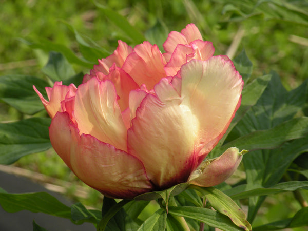 Paeonia, 'Spring Carnival' hybrid tree peony