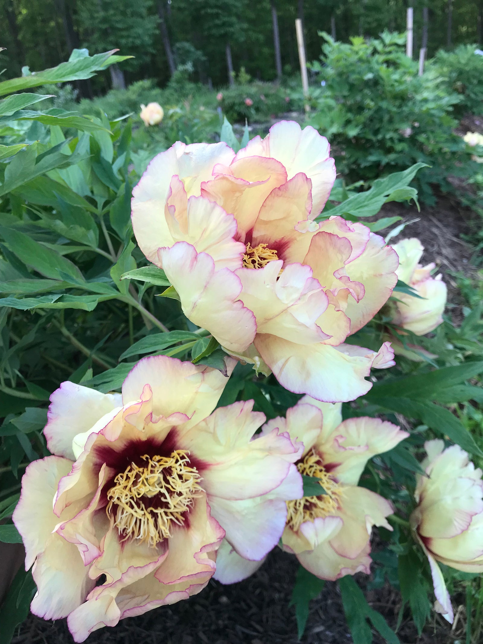 perce wheel l tarp peony Spring Carnival