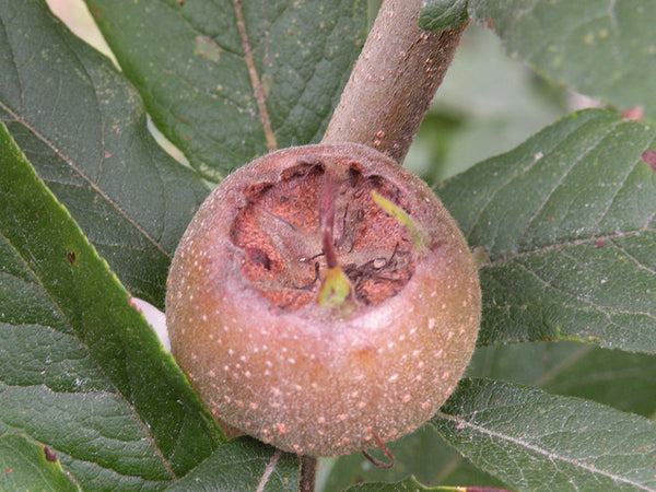 Mespilus, 'Sultan' medlar