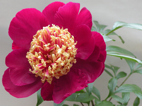 Paeonia lactiflora, 'Sword Dance' herbaceous peony