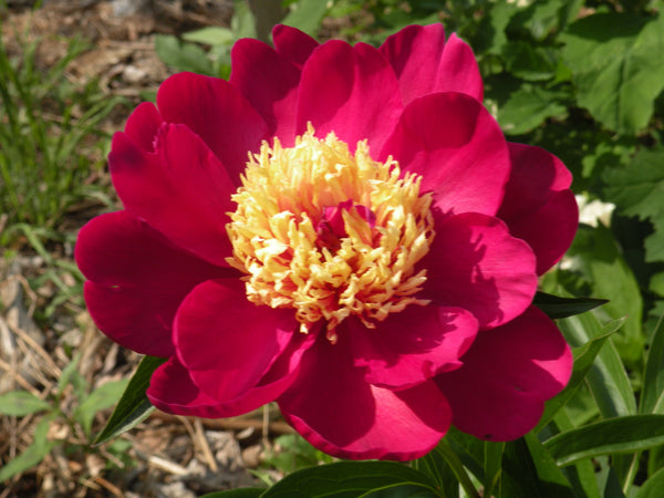 Paeonia lactiflora, 'Sword Dance' herbaceous peony