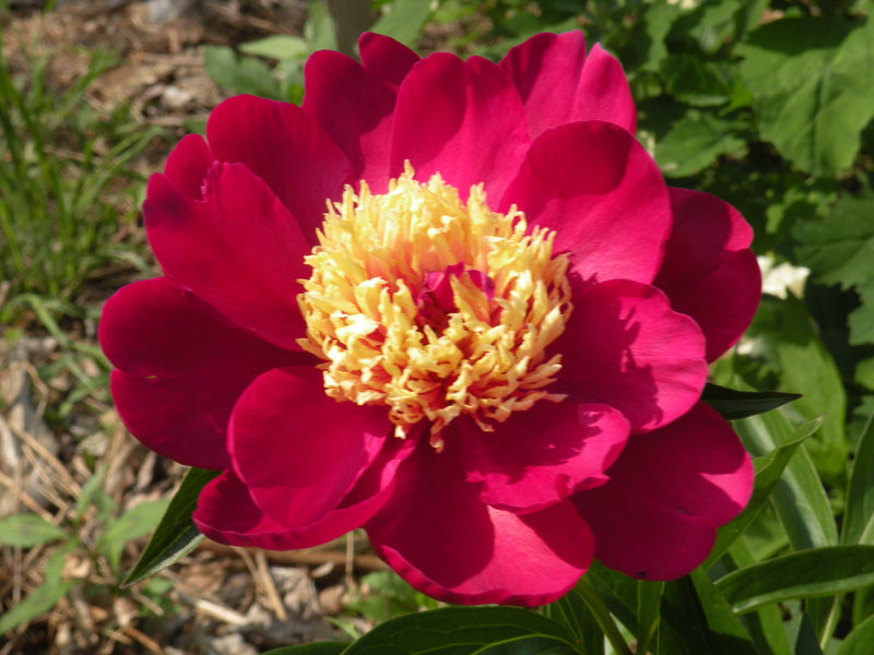 Paeonia lactiflora, 'Sword Dance' herbaceous peony