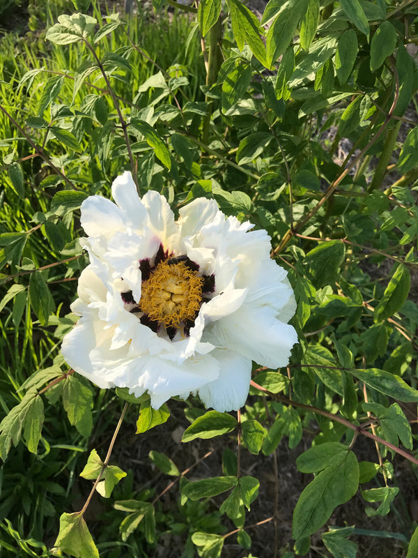 Paeonia rockii subsp. taibaishanica, Species tree peony