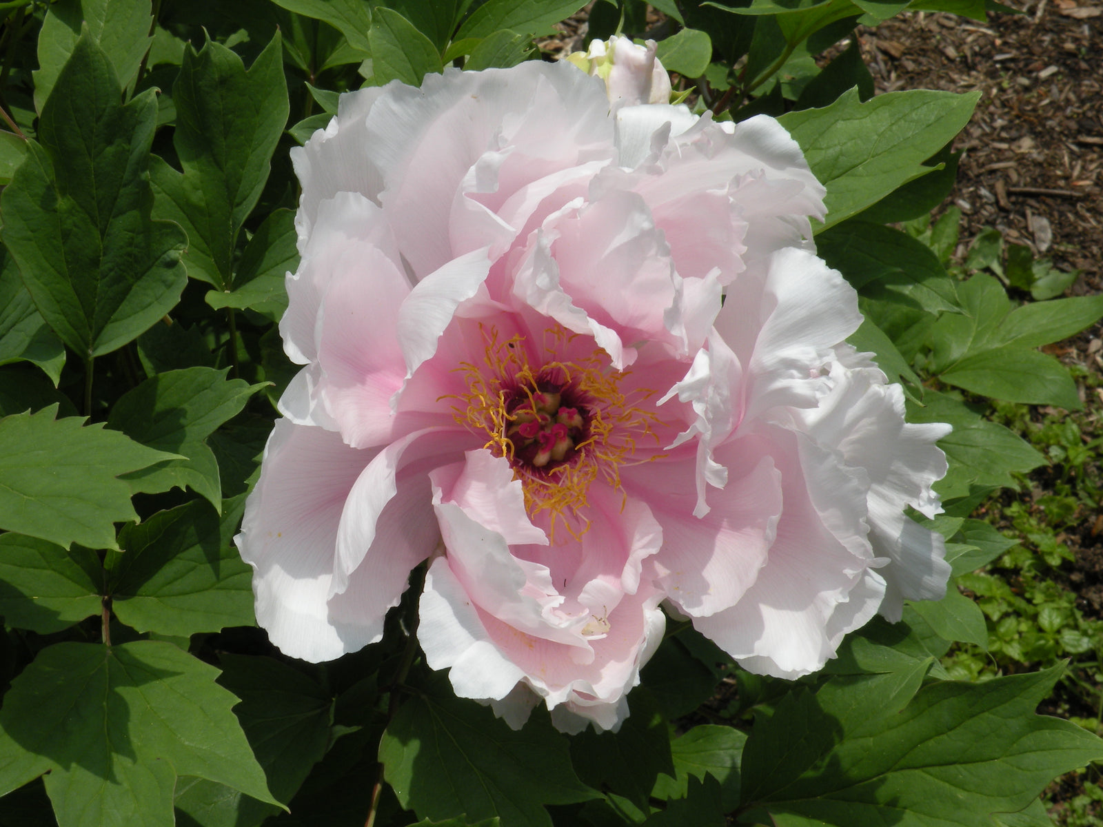 tamafuyo_1600x.jpg?v=1766027469