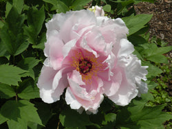 Paeonia suffruticosa, 'Jade Hibiscus' Japanese tree peony