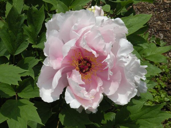 Paeonia suffruticosa, 'Jade Hibiscus' Japanese tree peony