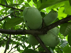 Asimina, 'Taytwo' pawpaw