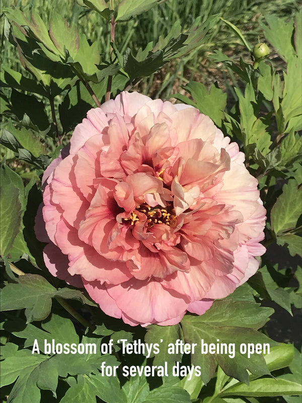 Paeonia, 'Tethys' hybrid tree peony