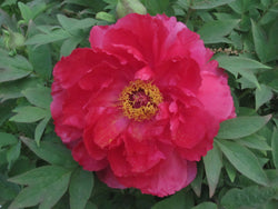Paeonia suffruticosa, The Sun, Japanese tree peony