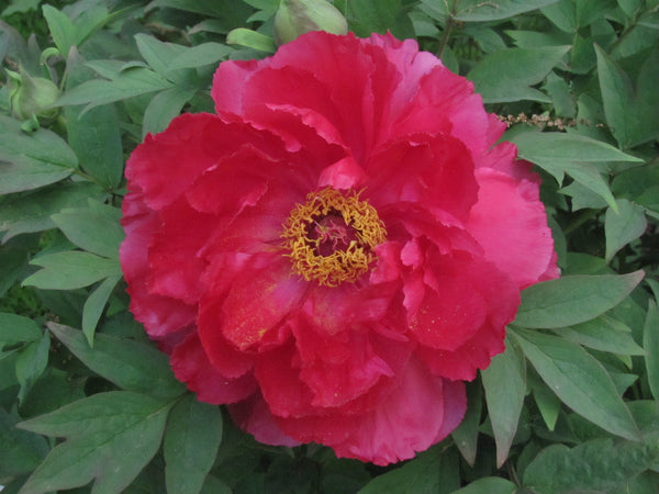 Paeonia suffruticosa, The Sun, Japanese tree peony