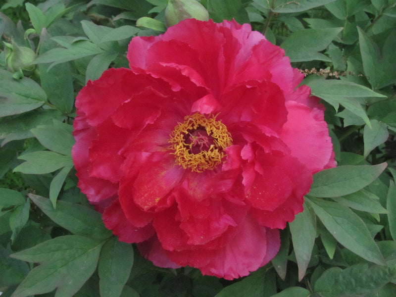 Paeonia suffruticosa, The Sun, Japanese tree peony