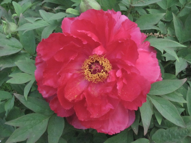 Paeonia suffruticosa, Surprise Red Japanese tree peony POTTED
