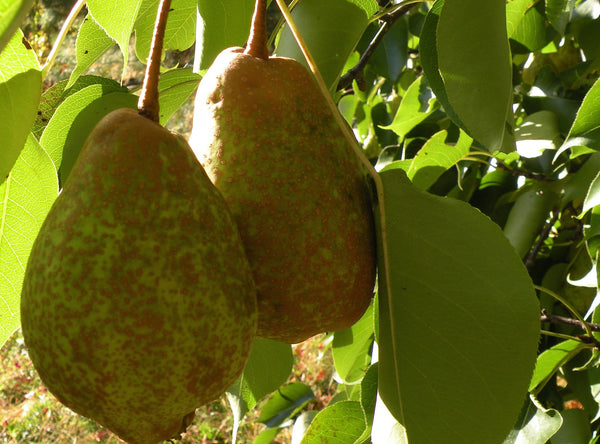 Pyrus, 'Tse Li' Chinese pear