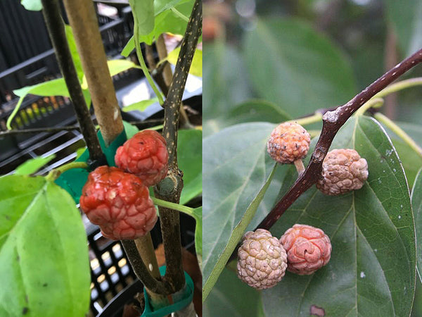 Chee Tree Che – Cricket Hill Garden