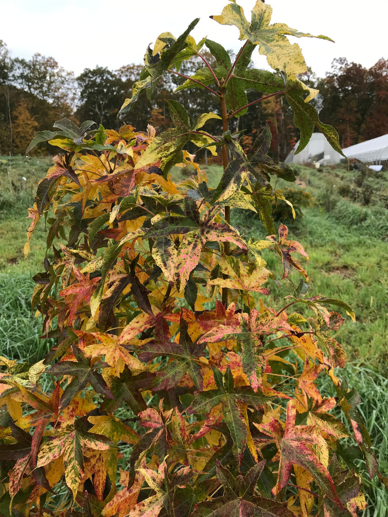 Liquidambar styraciflua 'Variegata' Variegated Sweetgum