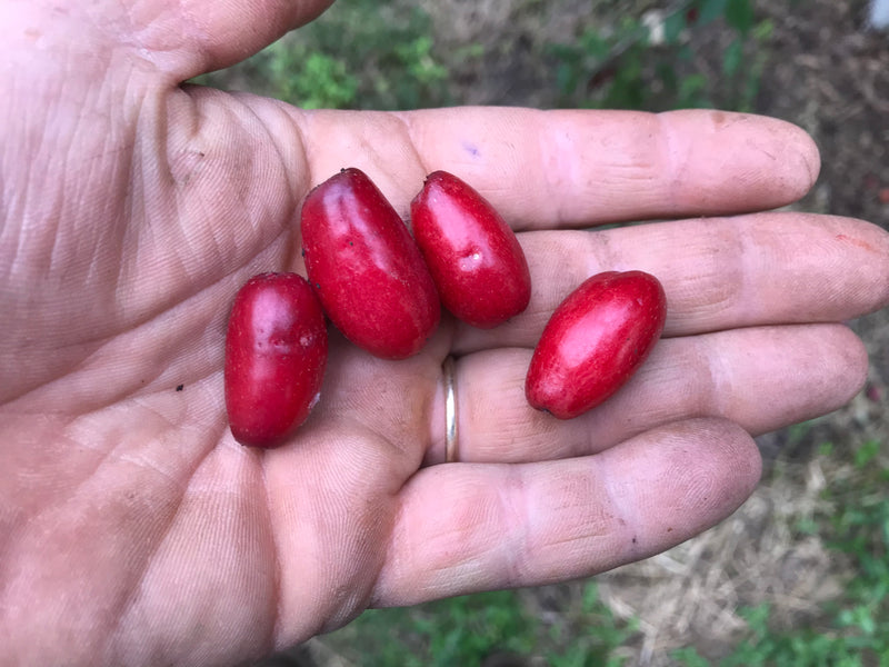 Cornus, 'Vavilovets' cornelian cherry
