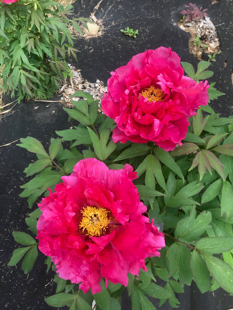 Paeonia suffruticosa, 'Vermilion Jade Palace' Japanese tree peony