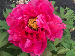 Paeonia suffruticosa, 'Vermilion Jade Palace' Japanese tree peony