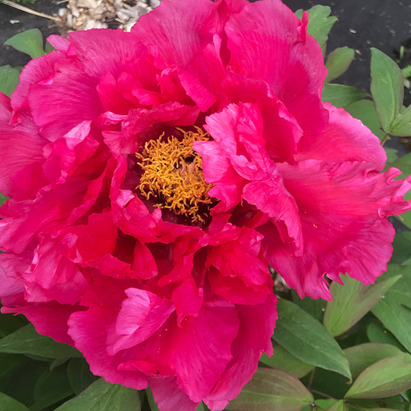 Paeonia suffruticosa, 'Vermilion Jade Palace' Japanese tree peony