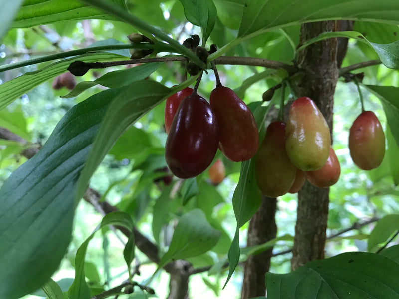 Cornus, 'Vavilovets' cornelian cherry