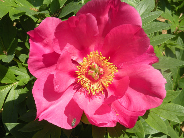 Paeonia, 'Watermelon Wine' intersectional 'Itoh' peony