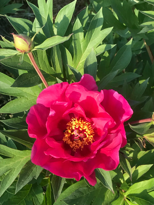 Paeonia, 'Watermelon Wine' intersectional 'Itoh' peony