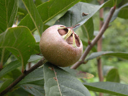 Mespilus germanica, 'Westerveld' Medlar