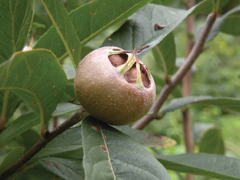 Mespilus, 'Nottingham' medlar