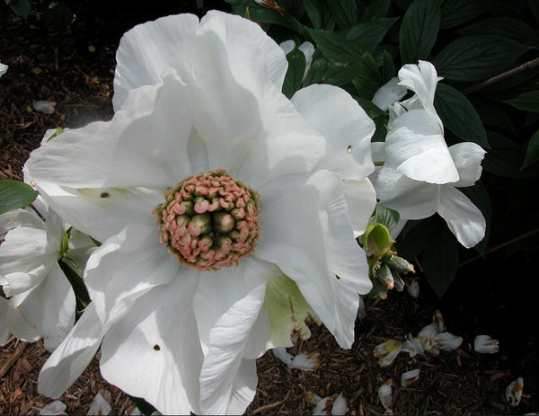 Paeonia, 'White Innocence' hybrid herbaceous peony