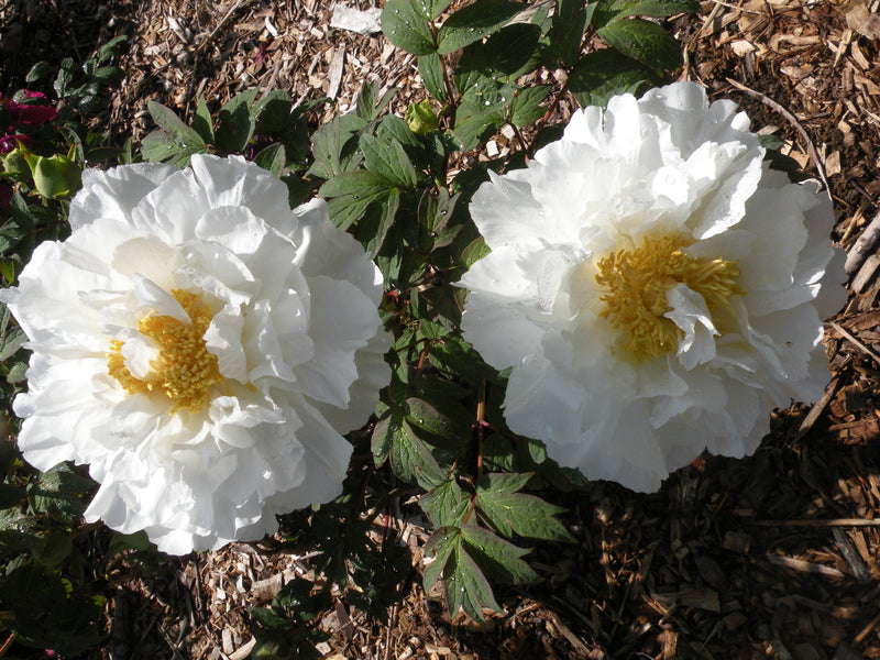 Paeonia suffruticosa, 'King White Lion' Japanese tree peony 5 Year Old Plant