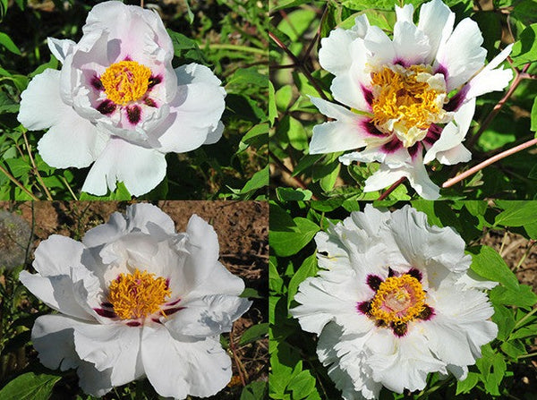Paeonia, White Lotus, tree peony, in 4 size variants
