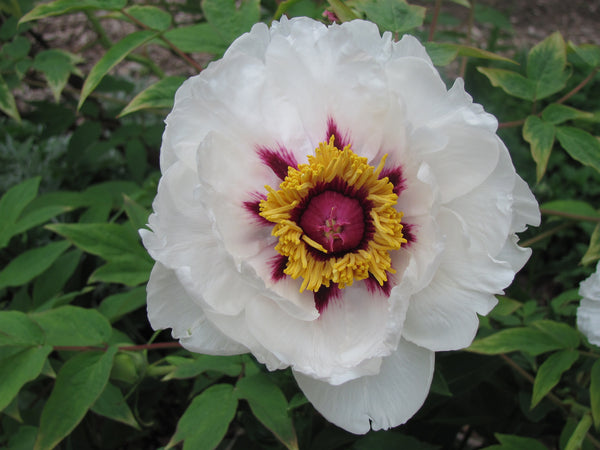 jewel herbicide Paeonia rockii, 'White Screen Reflects a Blue Jewel' Chinese rockii tree peony
