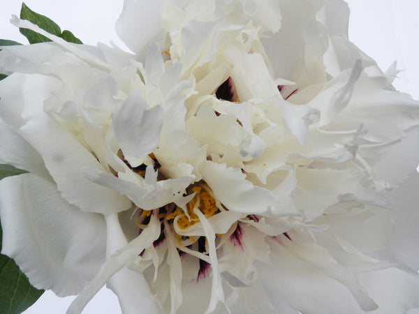 Paeonia rockii, 'White Swallow Tail Flecked with Gold' Chinese rockii tree peony