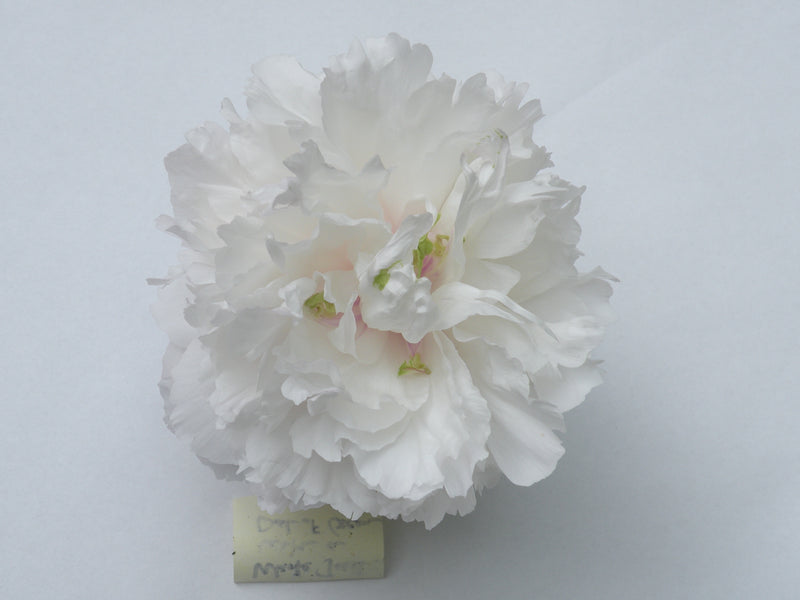 Paeonia suffruticosa, 'White Jade Tower Dotted with Emerald Green' Chinese tree peony