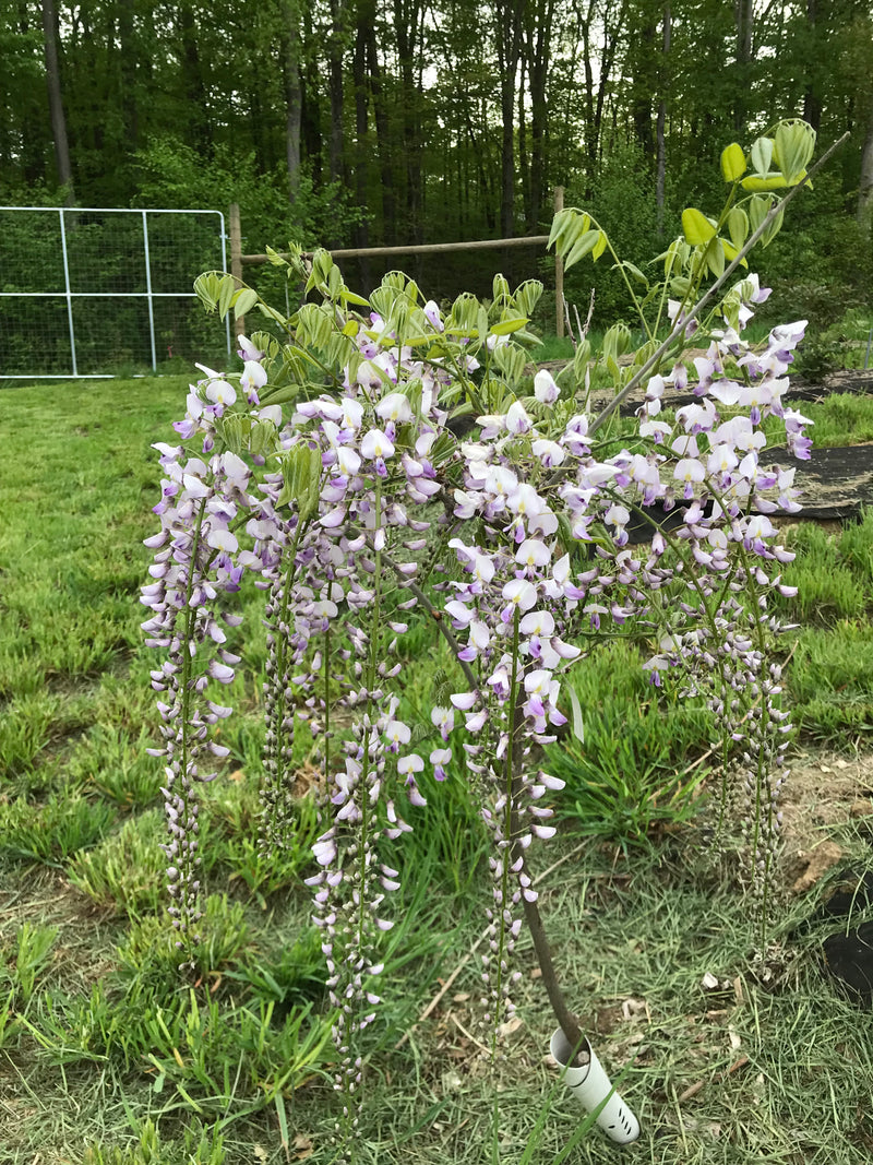 Wisteria floribunda, 'Anwen' Japanese wisteria