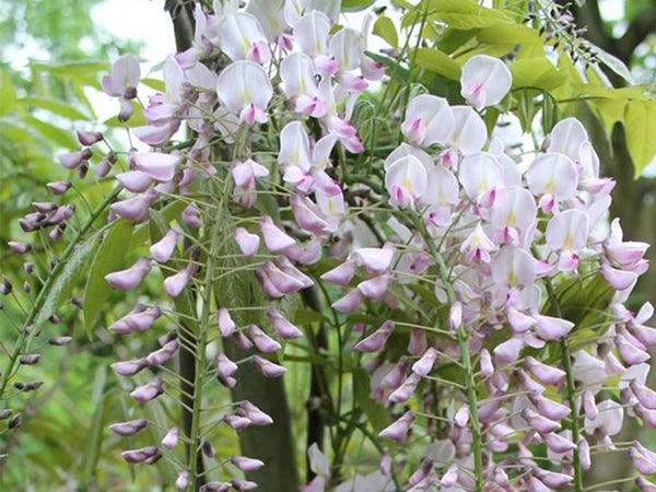 Wisteria floribunda, 'Honbeni' Japanese wisteria