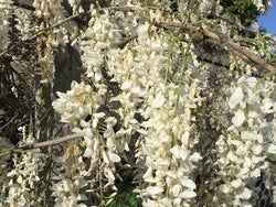 Wisteria floribunda 'Snow Showers' Japanese wisteria