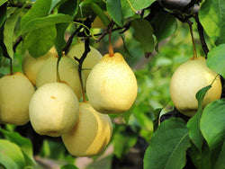 Pyrus, 'Ya Li' Chinese pear