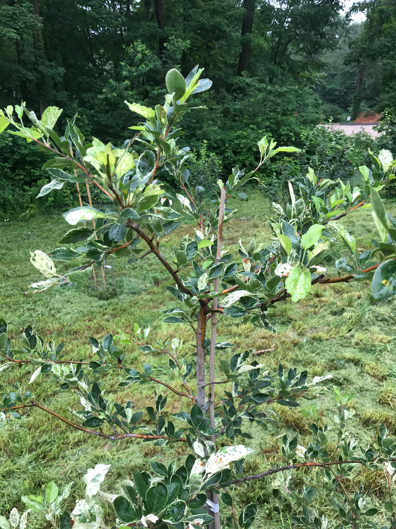 Malus, Yinger Variegated Crab Apple